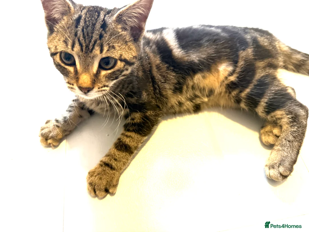 British Shorthair cats for sale: 3 cute and friendly kittens. 1 grey, 2 tabby - Advert 20