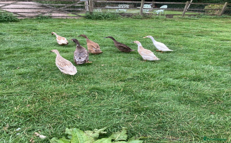 Ducks poultry - Advert 1