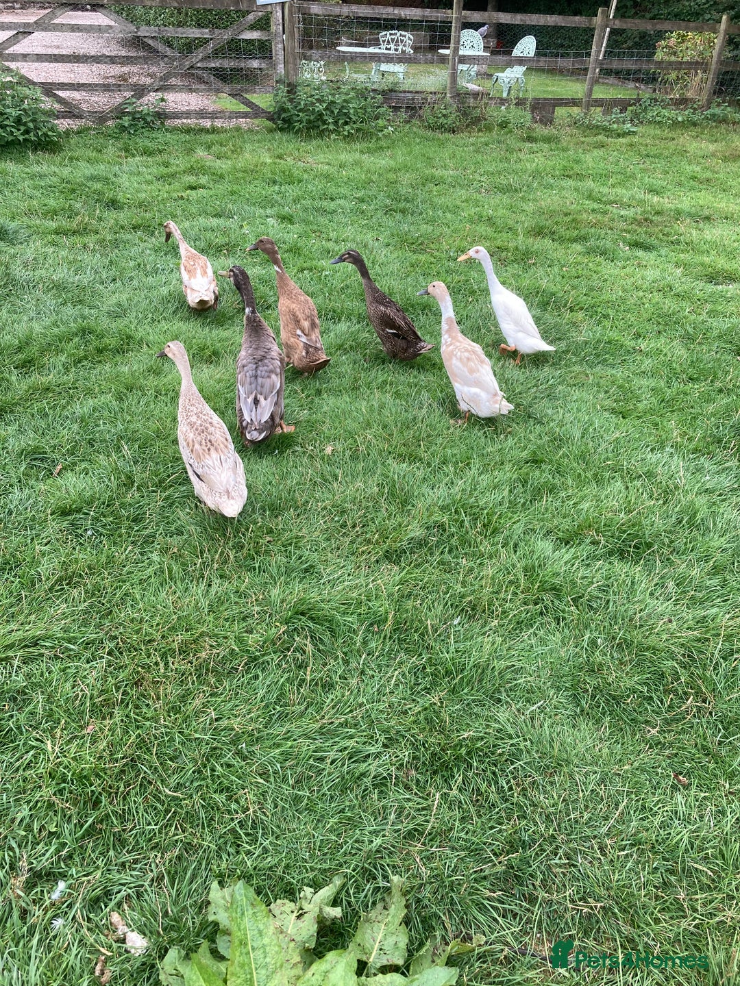 Ducks poultry for sale: Runner ducks, various ages - Image 1