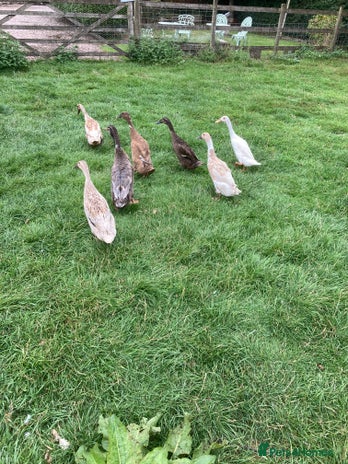 Ducks poultry - Advert 3