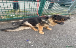 German Shepherd dogs for sale: SHEBA 7 YEAR OLD GERMAN SHEPHERD  - Image 5