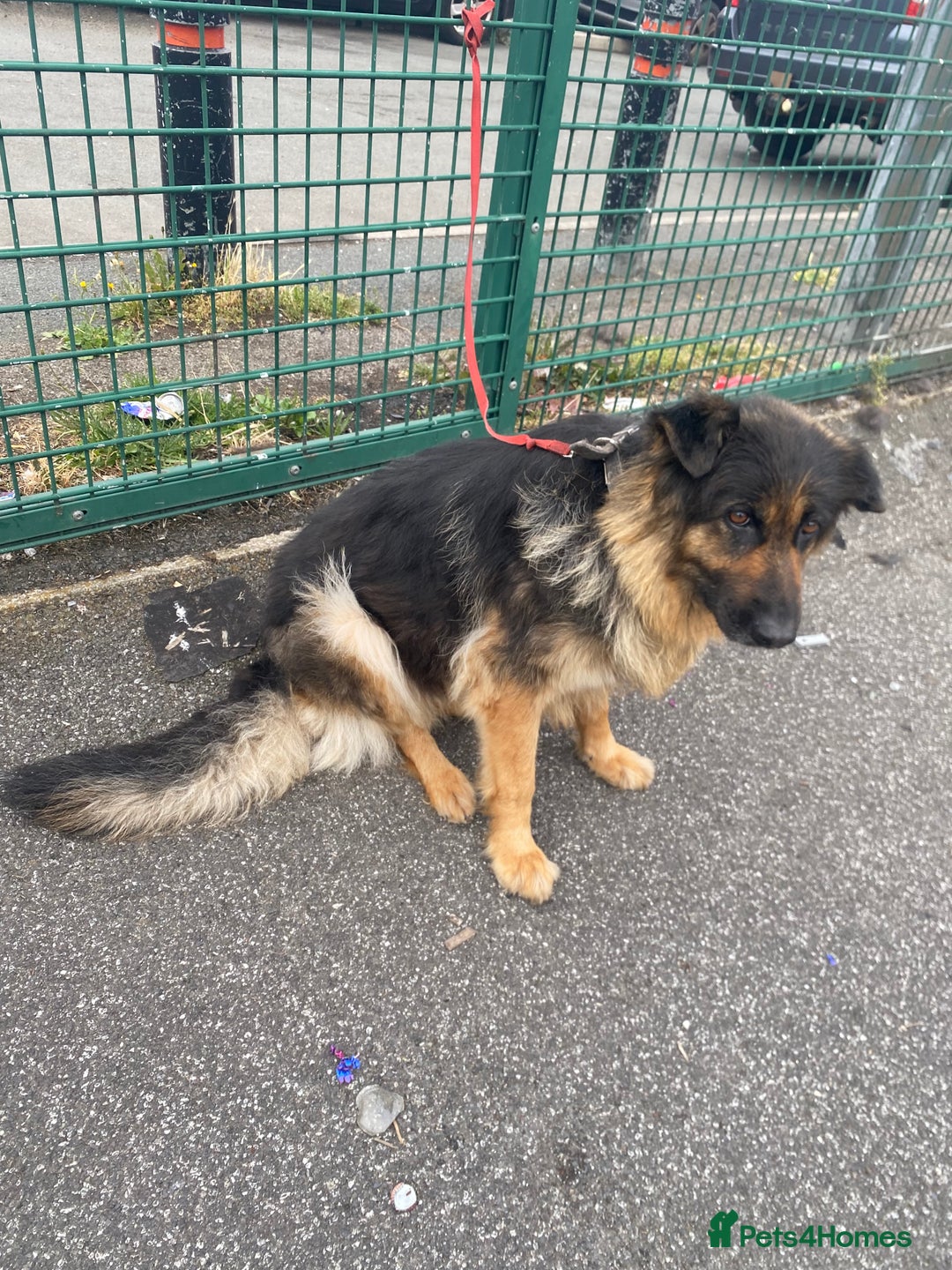 German Shepherd dogs for sale: SHEBA 7 YEAR OLD GERMAN SHEPHERD  - Image 5