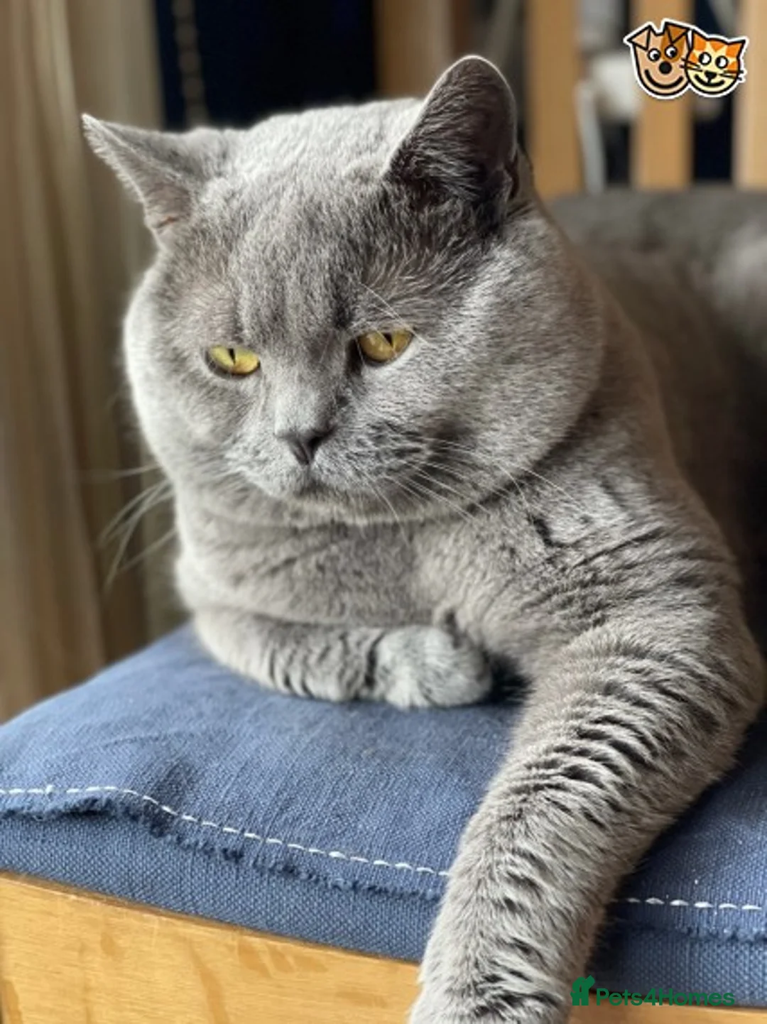 British Shorthair cats for stud: GCCF Active Registered Blue British Shorthair in Bristol - Advert 9