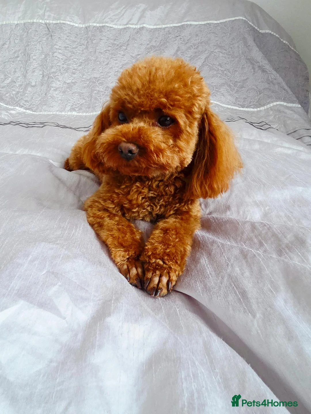 Toy Poodle dogs for stud: KC Toy Poodle Stud – Tiny Deep Red, Proven AKC  in Motherwell - Advert 2
