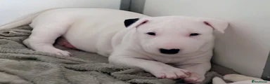 Bull Terrier 4