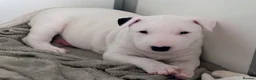 Bull Terrier dogs for sale: Bull terrier pups  - Advert 4