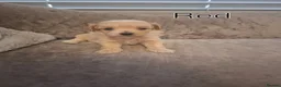 Maltipoo dogs for sale: Maltipoo puppies  - Advert 4