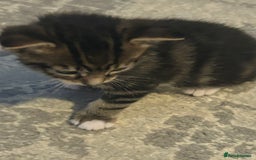 Mixed Breed cats for sale: Bengal x Bombay - Image 2