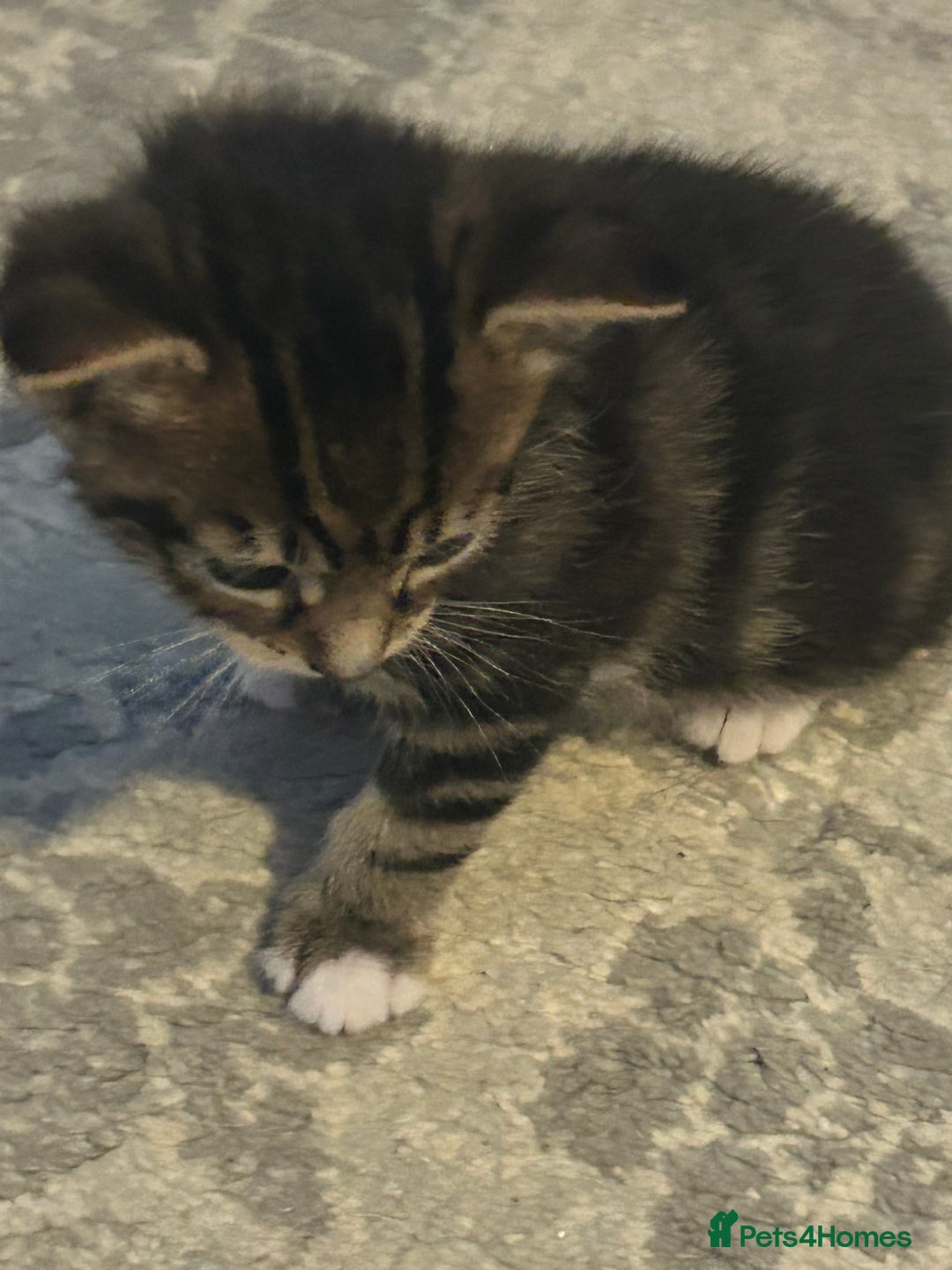 Mixed Breed cats for sale: Bengal x Bombay - Image 2