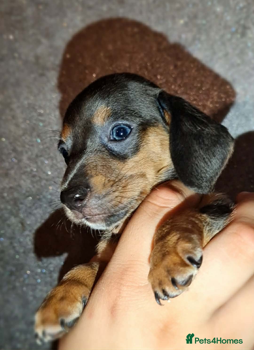 Miniature Dachshund dogs ❤️Beautiful adorable daschunds babys❤️ - Advert 2