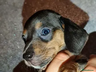 Miniature Dachshund dogs ❤️Beautiful adorable daschunds babys❤️ - Advert 1