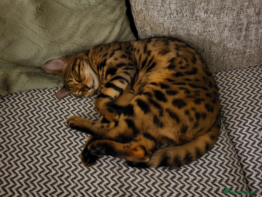 Bengal cats for sale: Pure breed Bengal cat - Advert 2