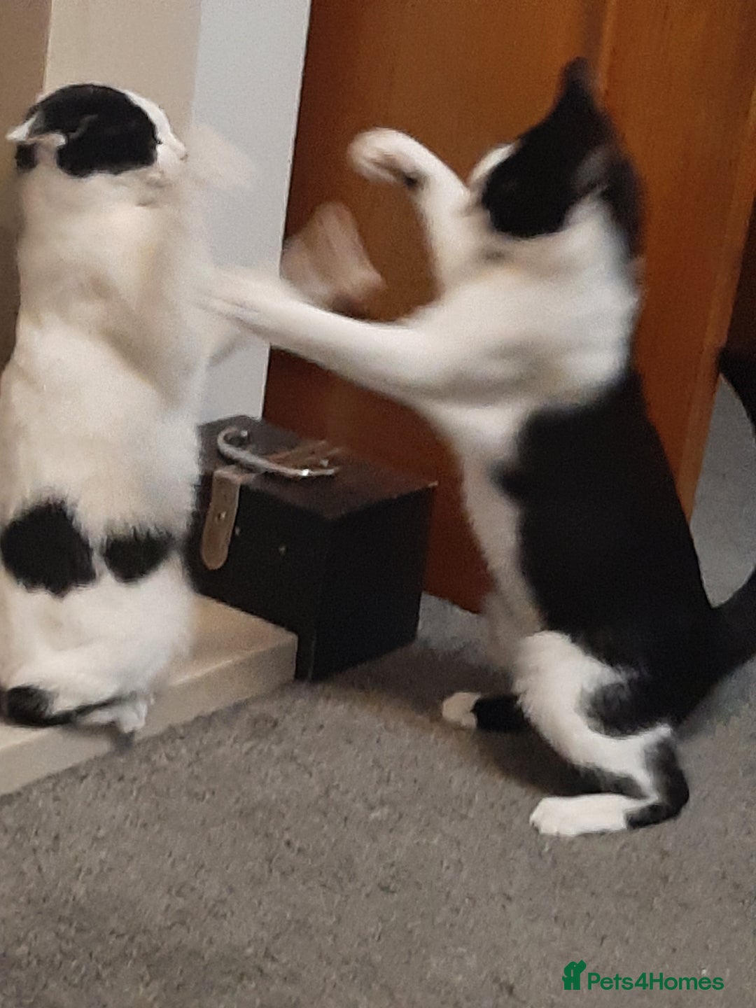 Russian Blue cats for sale: 2 kittens, very playful and loving - Advert 12