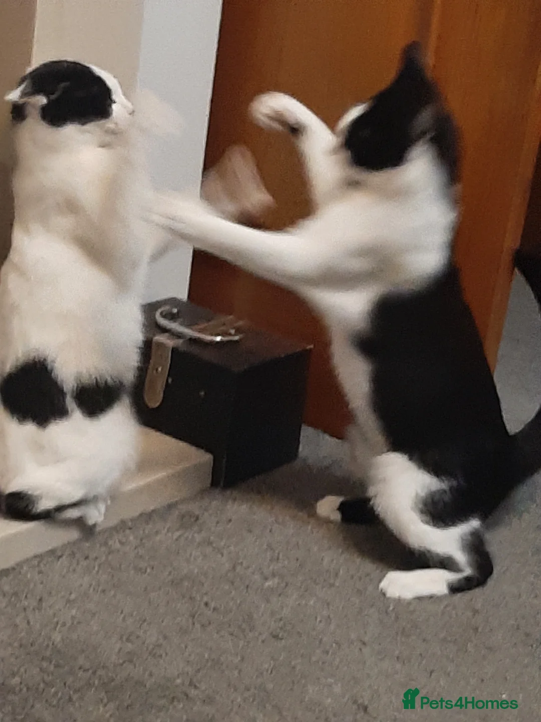 Russian Blue cats for sale: 2 cats - Advert 12