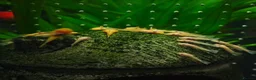 Plecos fish for sale: Golden Bristlenose Pleco L144 Lemon blue/black eye - Advert 2