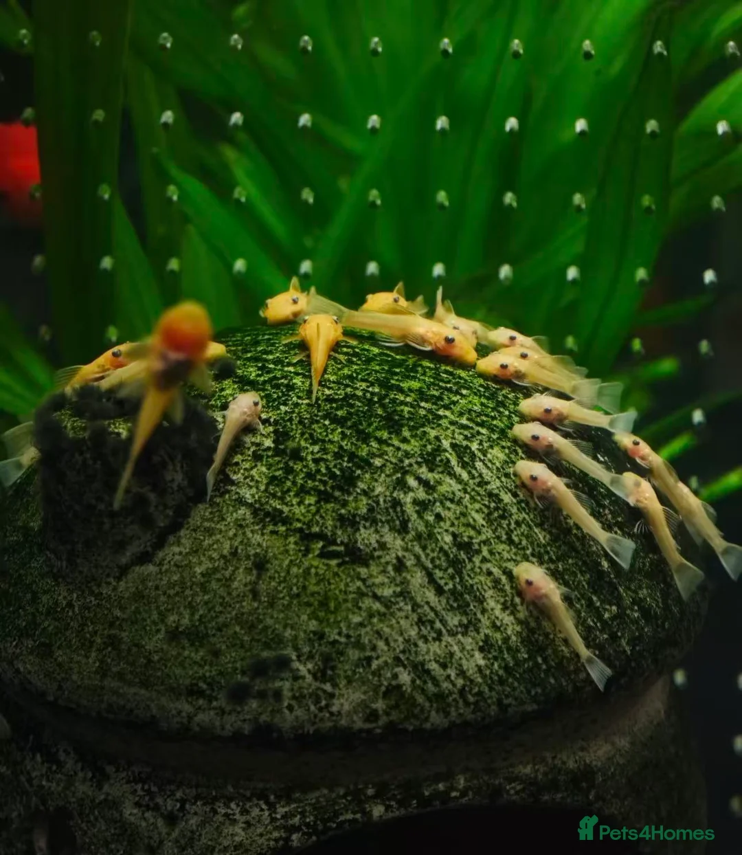 Plecos fish for sale: Golden Bristlenose Pleco L144 Lemon blue/black eye - Advert 2