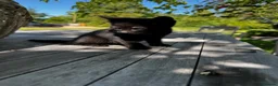 Mixed Breed cats for sale: Kittens available  in Ashford - Advert 4