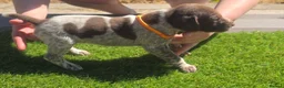 German Shorthaired Pointer dogs for sale: Stunning example of KC German Shorthaired Pointers in Tredegar - Advert 21
