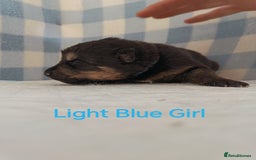 German Shepherd dogs for sale: German Shepherd Puppies - Image 14