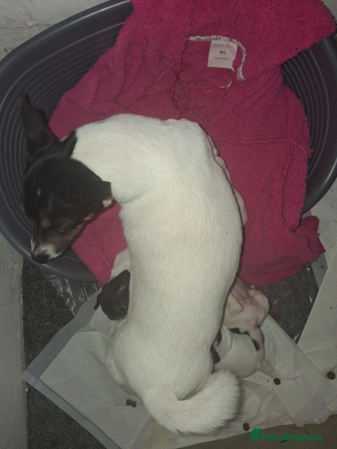 Jack Russell dogs for sale: Jack russel  in Leeds - Advert 2