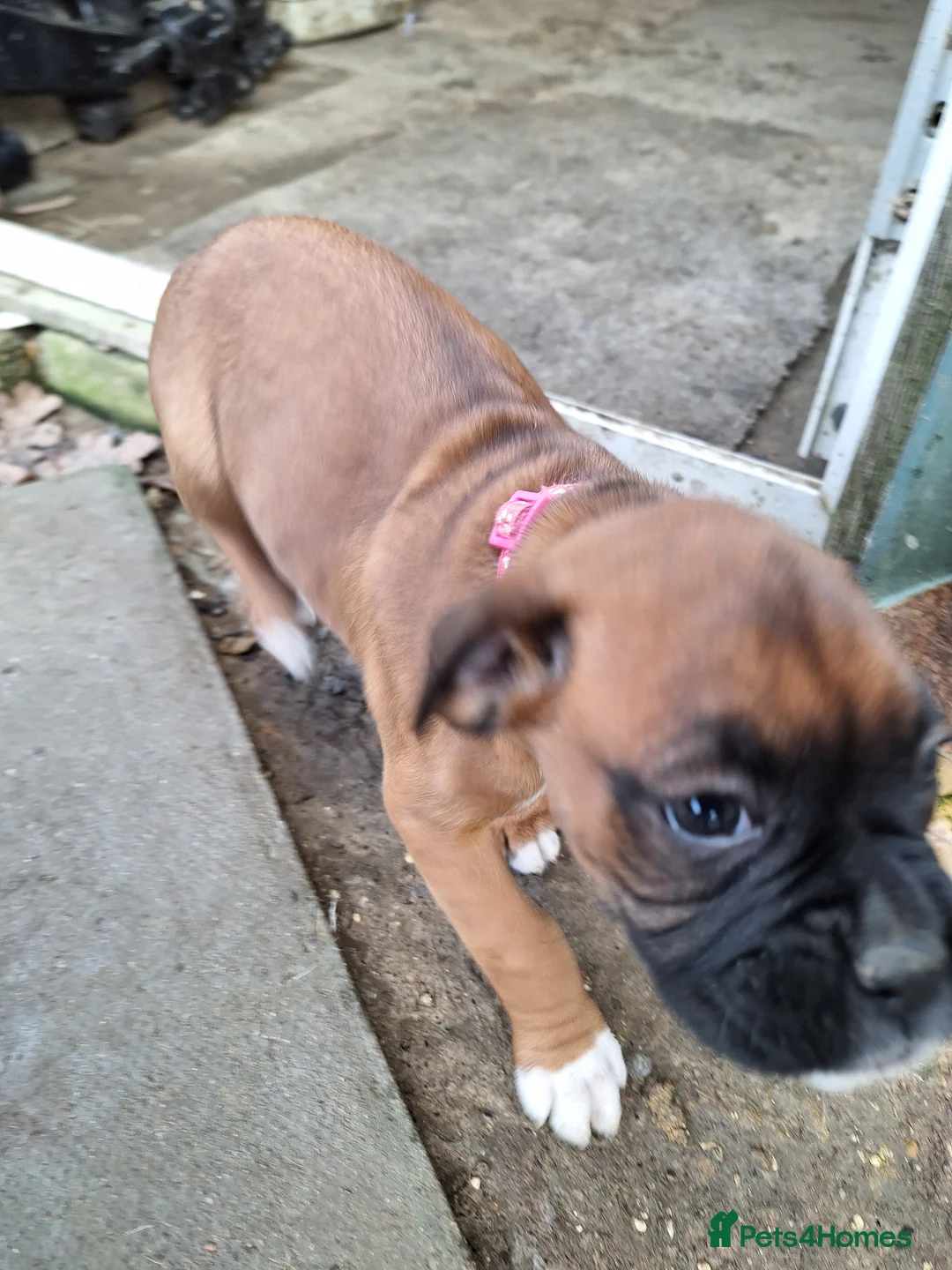 Boxer dogs for sale: Boxer puppies kc registered 5 star licence  - Advert 13