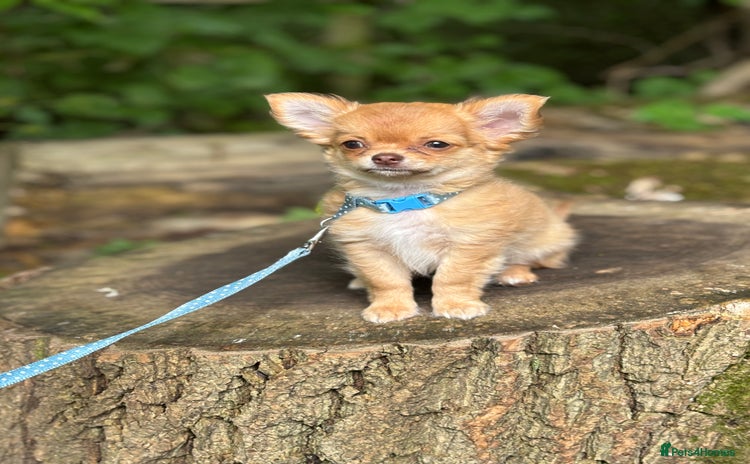 Chihuahua dogs - Advert 1