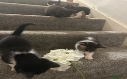 Mixed Breed cats for sale: Beautiful kittens ready for there forever homes - Image 5