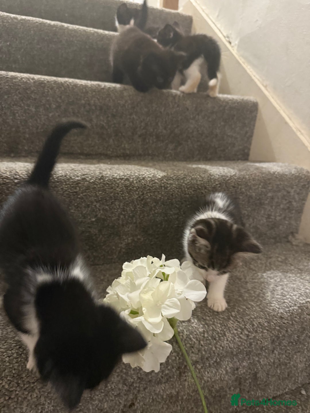 Mixed Breed cats for sale: Beautiful kittens ready for there forever homes - Image 5