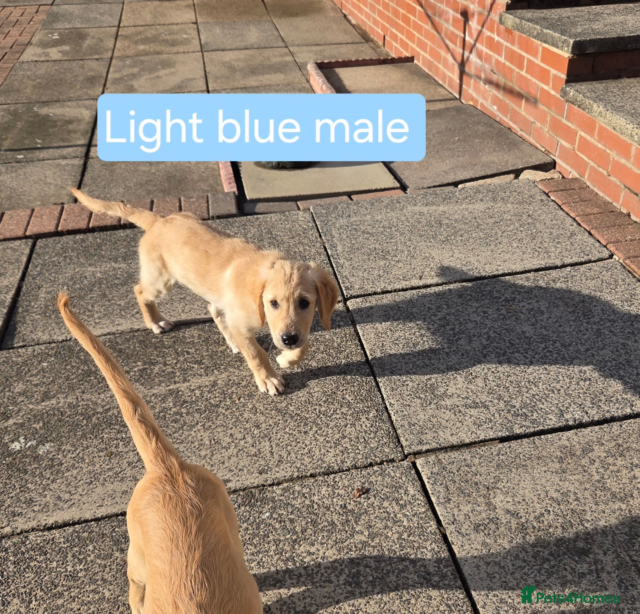 Golden Retriever dogs Beautiful natured pups fully vaccinated - Advert 2