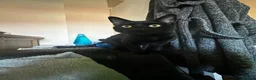 Mixed Breed cats for sale: Black cat  - Advert 3