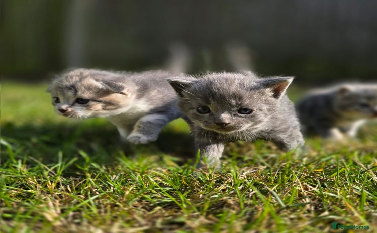 Scottish Fold cats - Advert 4