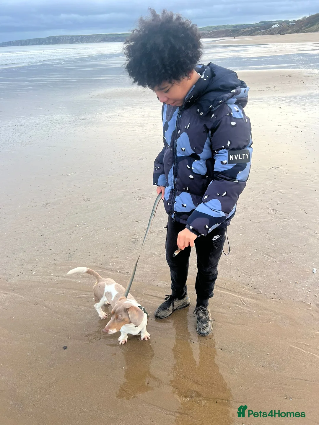 Dachshund dogs for sale: 2 year old Isabella Dachshund for Sale - Duggee  - Advert 1