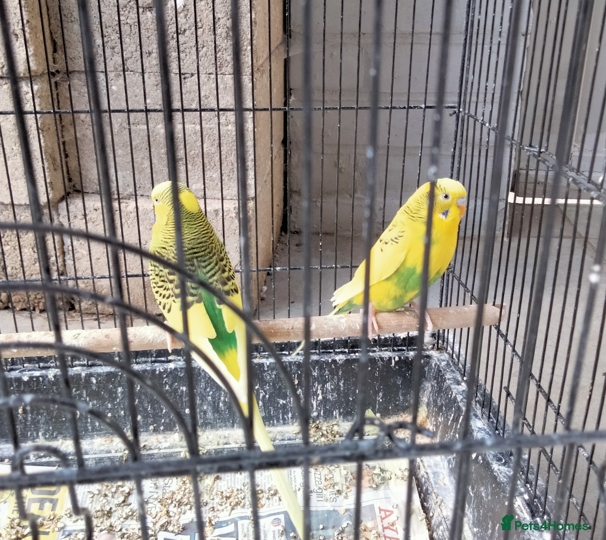 Budgerigars birds Beautiful 2x male budgies with Extra large Cage - Advert 2