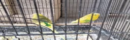 Budgerigars birds for sale: Beautiful 2x male budgies with Extra large Cage in London - Advert 2