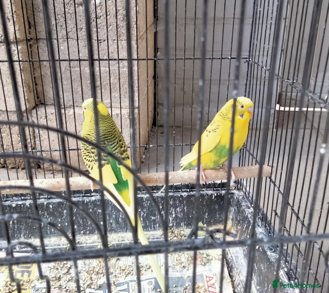 Budgerigars birds for sale: Beautiful 2x male budgies with Extra large Cage in London - Advert 2