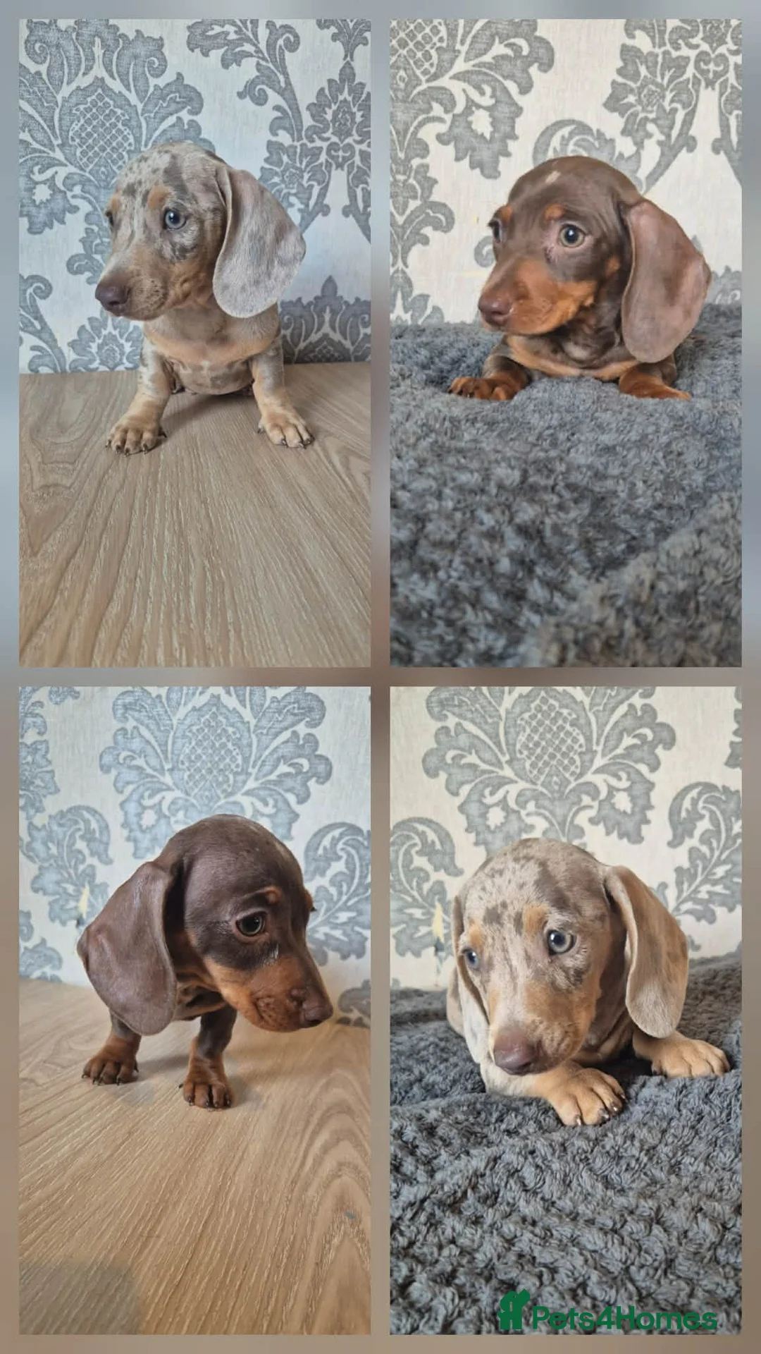 Miniature Dachshund dogs for sale: Kc reg dachs full vacc £1300 last 2 - Advert 1