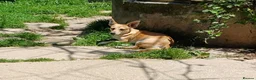 Mixed Breed dogs for adoption: Mimi, 4yrs approx. Available for adoption. in Brixham - Advert 8