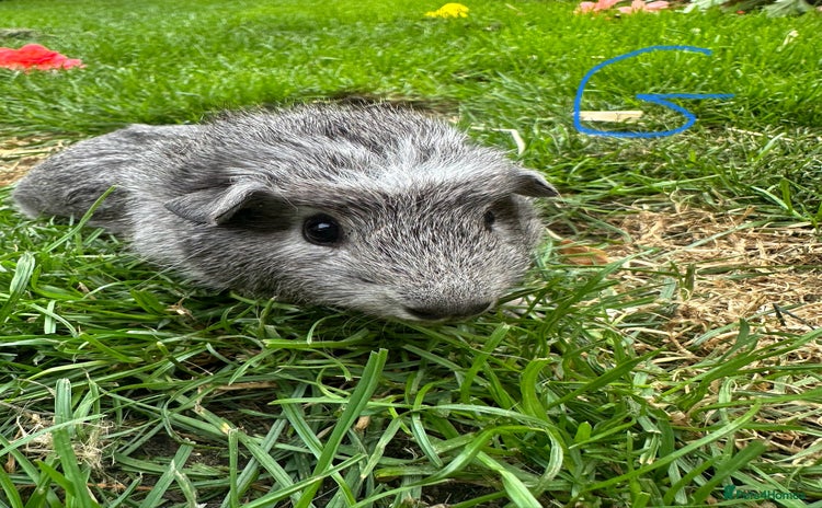 Guinea Pig rodents - Advert 10