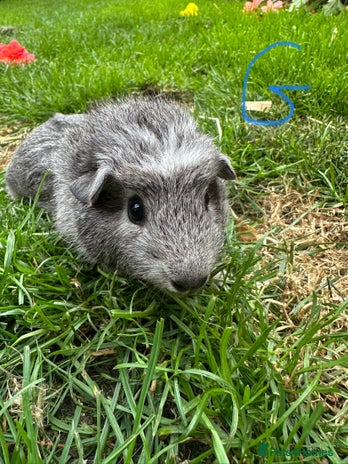 Guinea Pig rodents - Advert 4