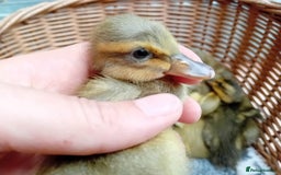 Ducks poultry for sale: Apricot and Mallard Indian Runner Ducklings - Image 4