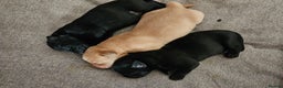 Labrador Retriever dogs for stud: PROVEN LABRADOR FOR STUD PROVEN  in Wolverhampton - Advert 10