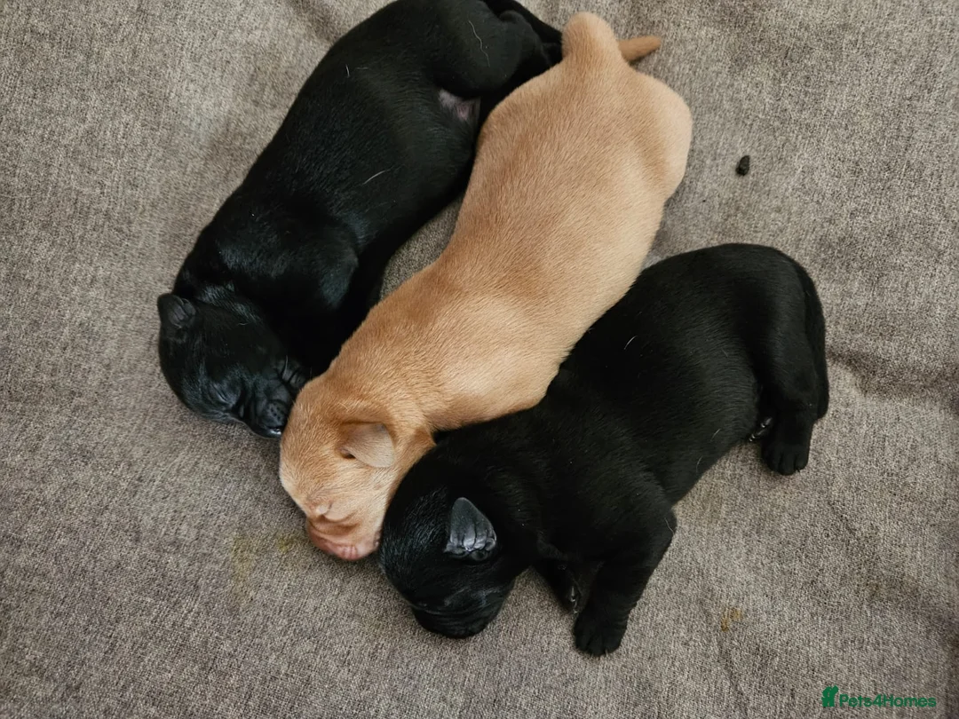 Labrador Retriever dogs for stud: PROVEN LABRADOR FOR STUD PROVEN  in Wolverhampton - Advert 10