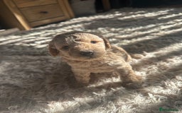 Cavapoochon dogs for sale: 3 beautiful cavapoochon puppies  - Image 7