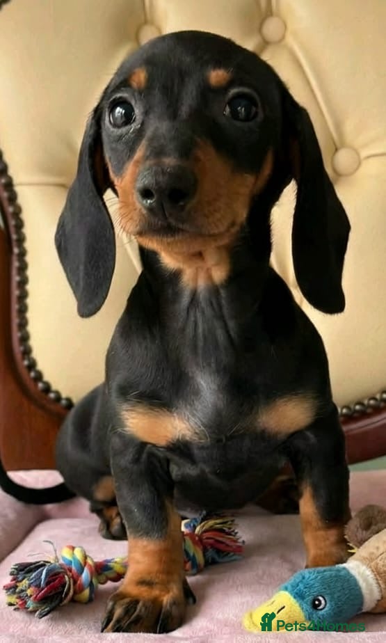 Miniature Dachshund dogs Beautiful Dachshund Puppies  - Advert 9
