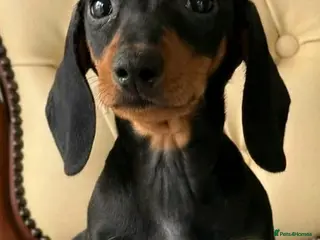 Miniature Dachshund dogs Beautiful Dachshund Puppies - Advert 9