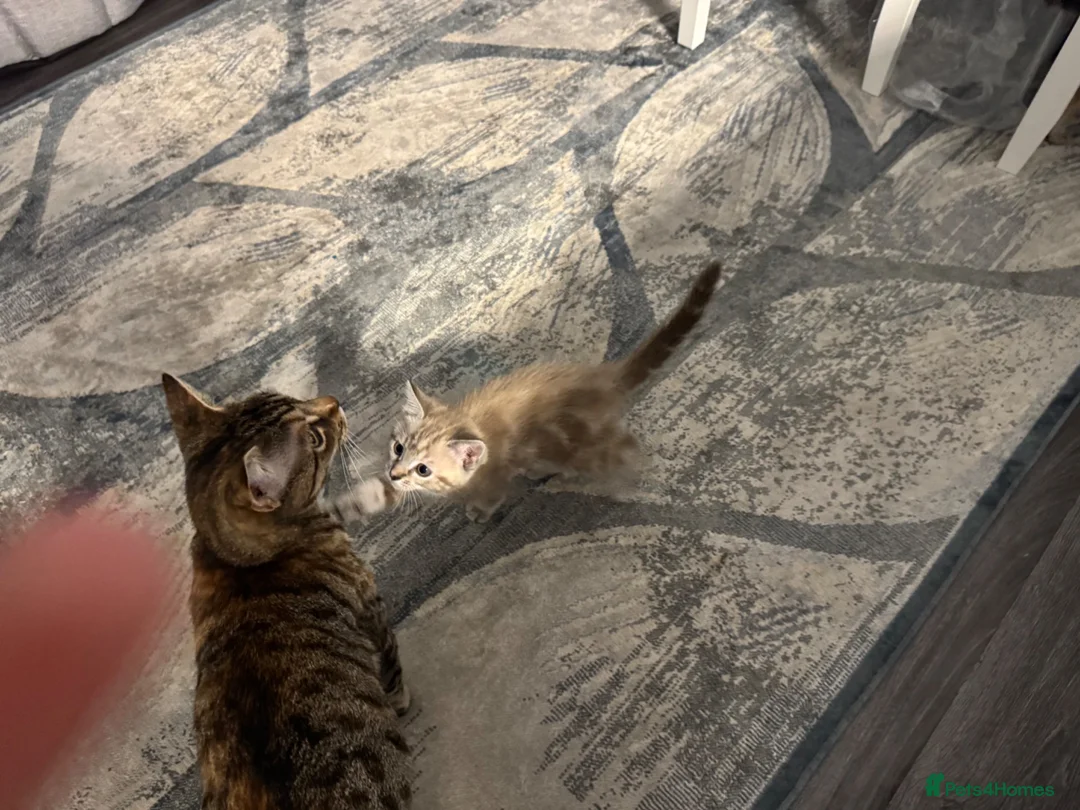 Mixed Breed cats for sale: Beautiful loved kittens  in Abingdon - Advert 2