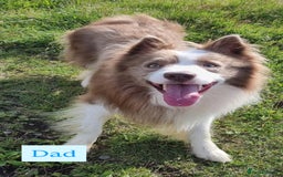 Border Collie dogs for sale: 6.5 weeks old collie puppies for sale  - Image 3