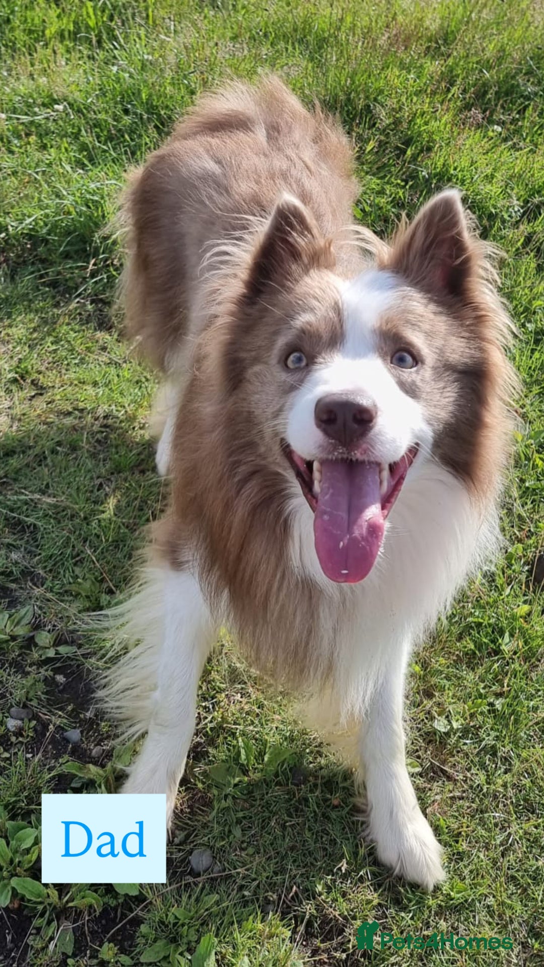 Border Collie dogs for sale: 6.5 weeks old collie puppies for sale  - Image 3