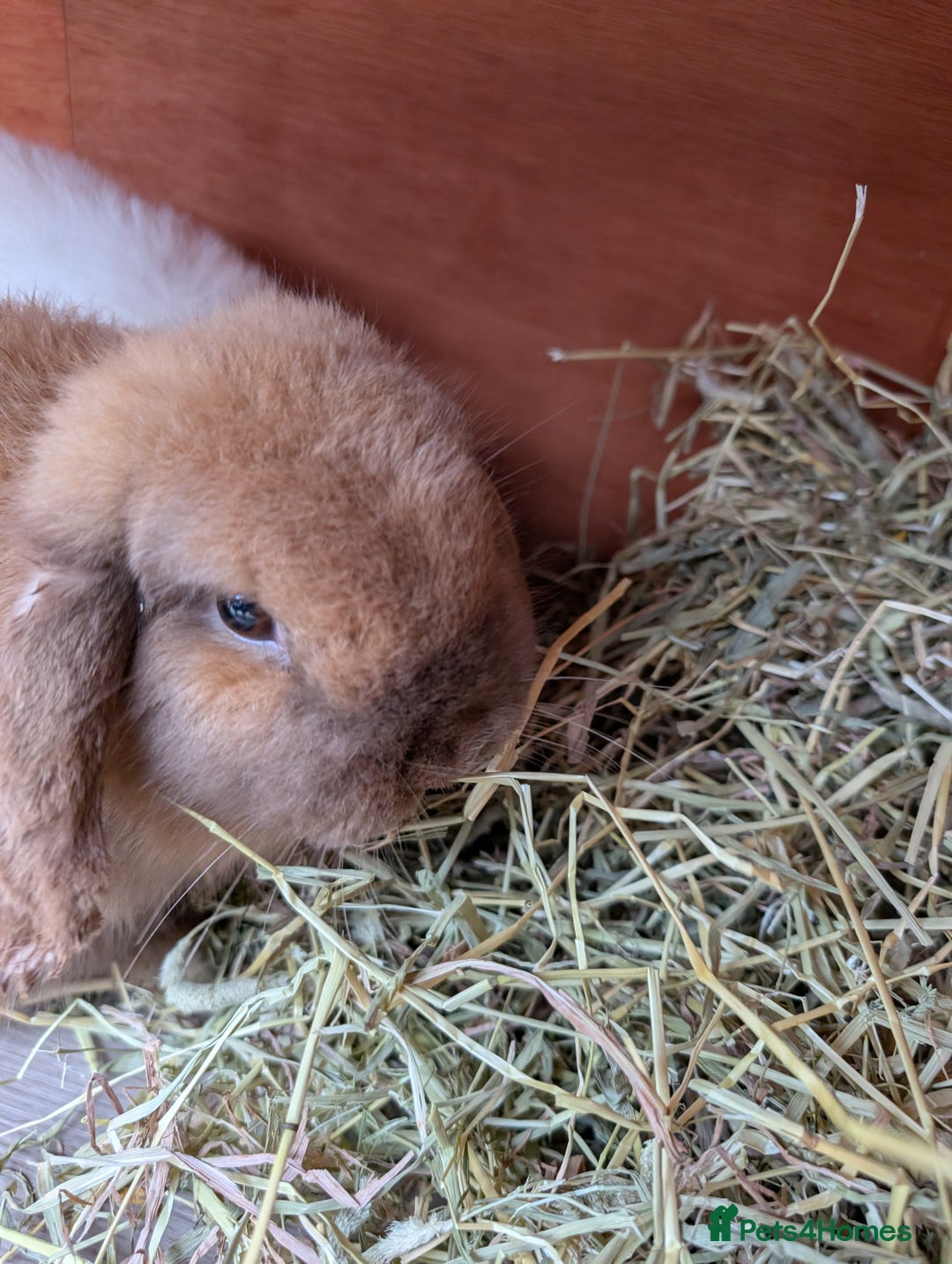 Mini Lop rabbits for sale: Bonded Pair of Mini Lop Males – 9 Months Old - Advert 5