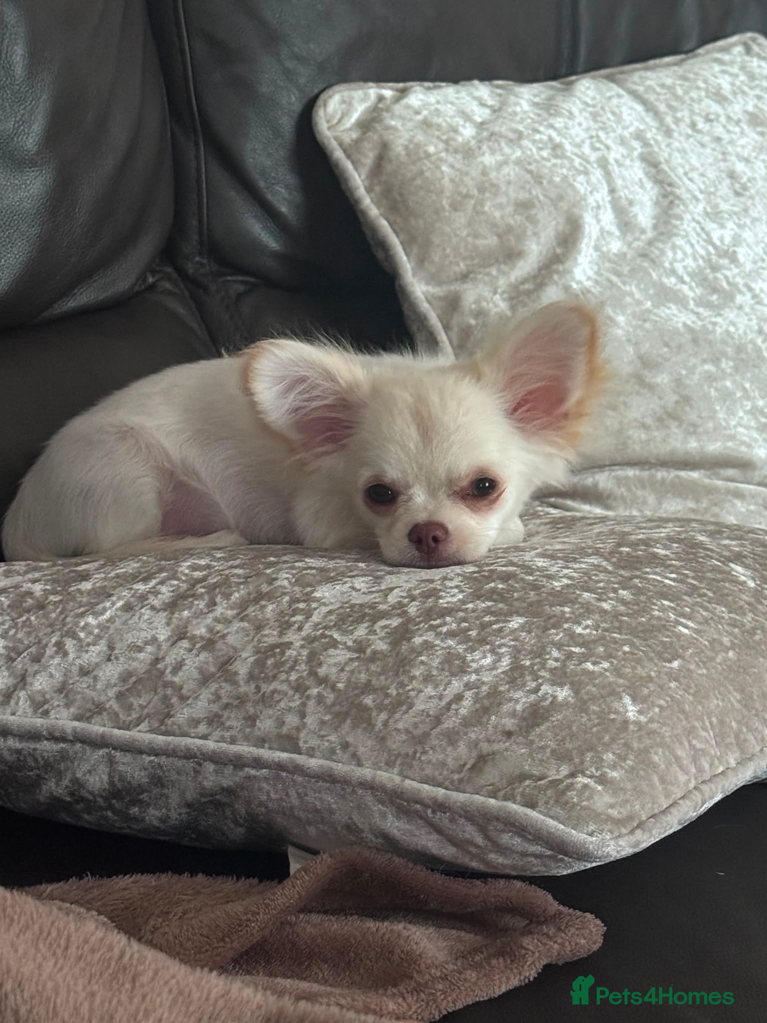 Chihuahua dogs RKC LC CHIHUAHUA MALE - Advert 1